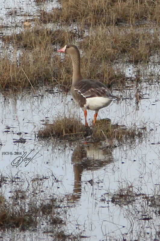Гусь - Алексей Сухолейстер