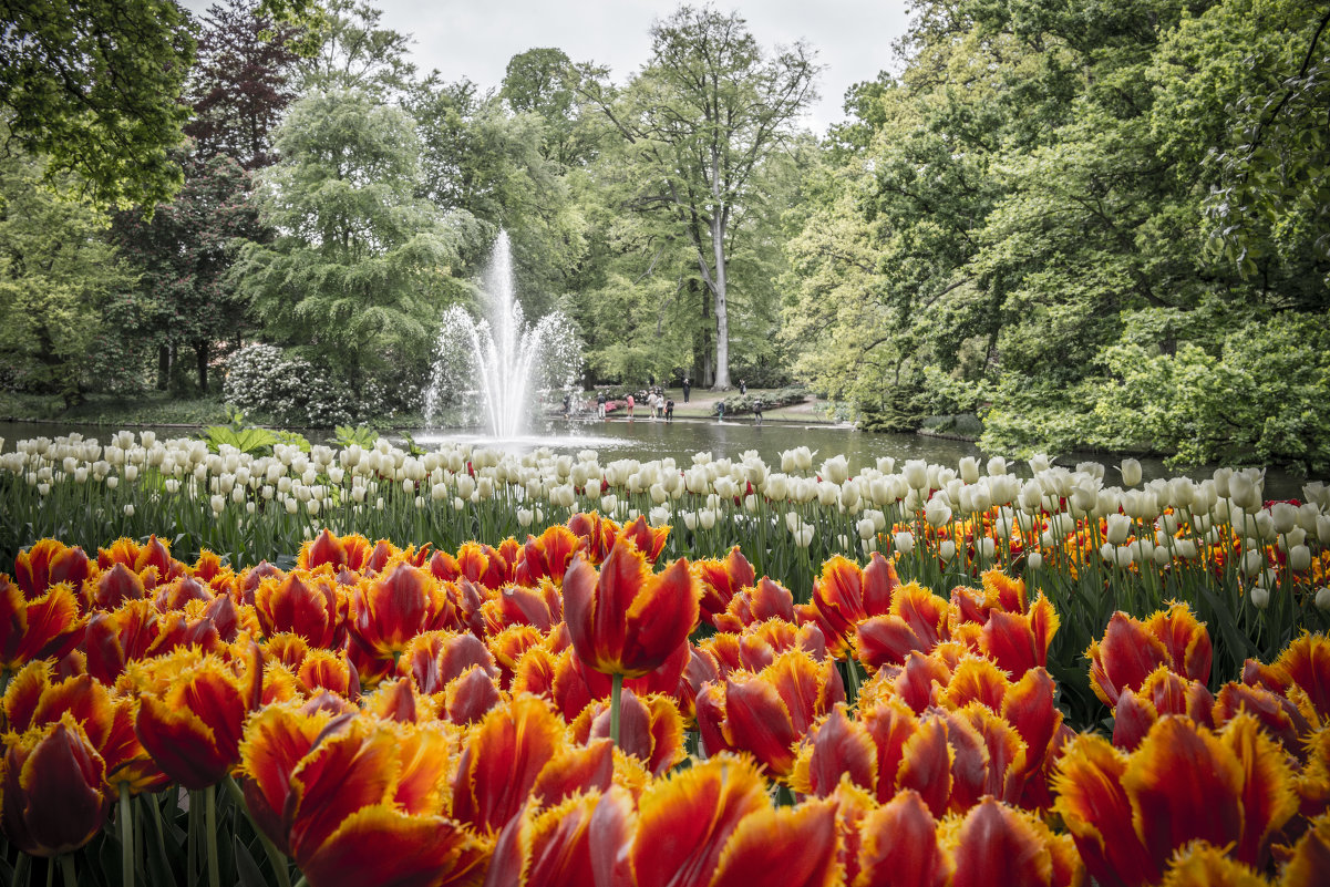 Кукенхоф - Сергей Вахов Кукенхоф - Сергей Вахов