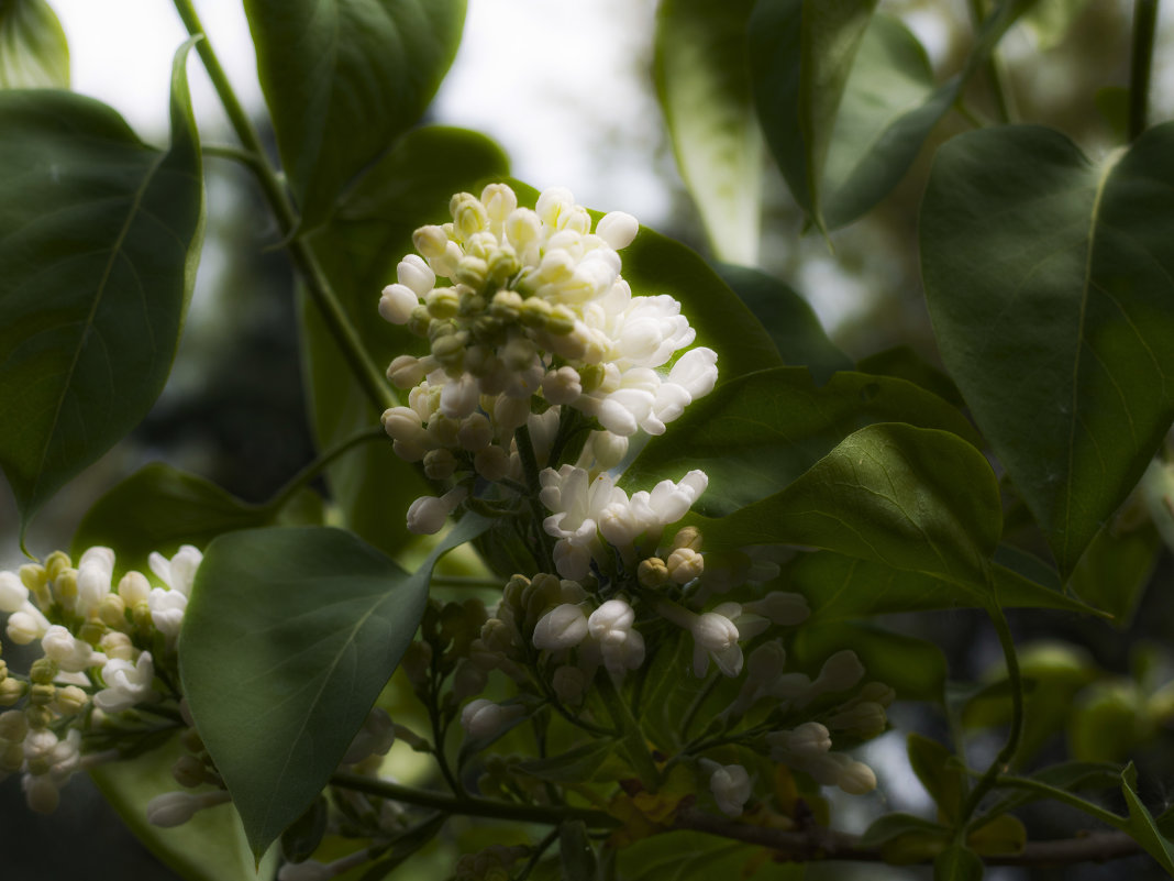 Белая сирень - Алла Шапошникова