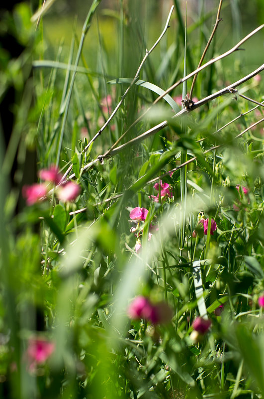 ... - Дмитрий Ломтев