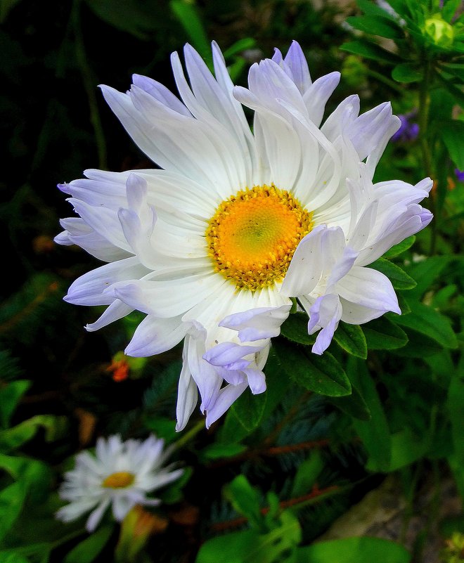 Танцующие лепестки. - Ирина Танцующие лепестки. - Ирина