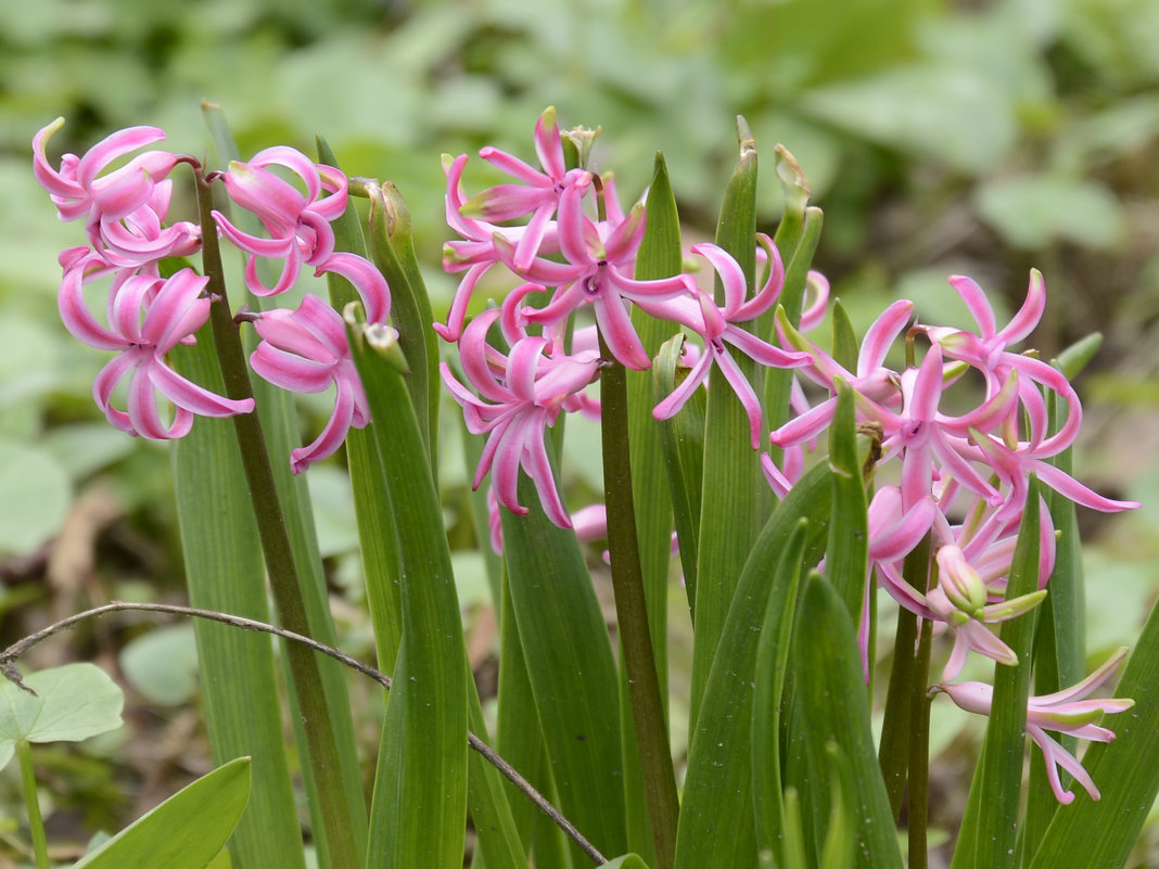 Первоцветы - sarachai Первоцветы - sarachai