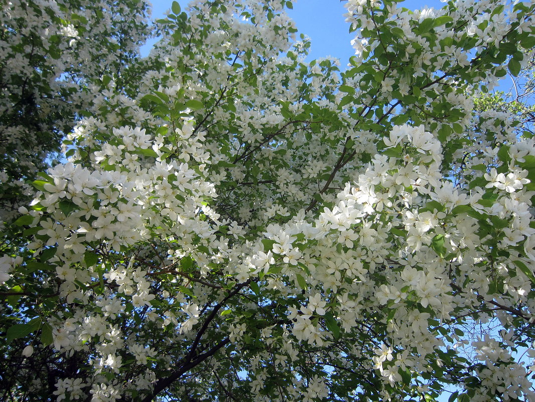 Яблонька в цвету (5) - Ольга Засухина 