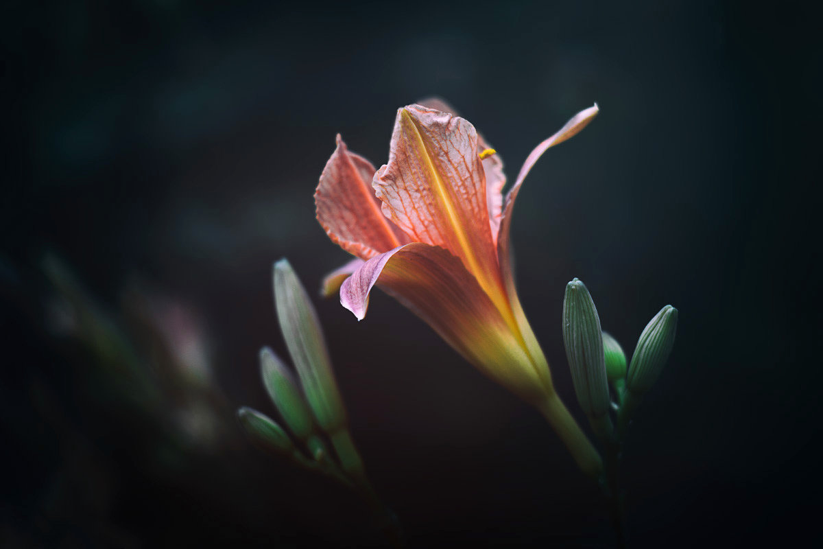 Hemerocallis - Dzju San