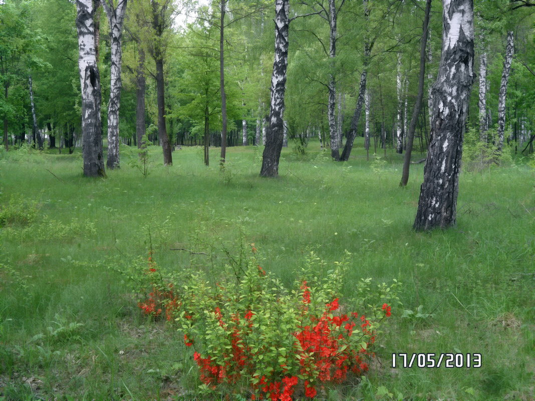 В парке - Анатолий ❉