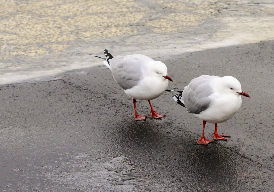 строем...наверное..теплее... - Светлана Шакирзянова