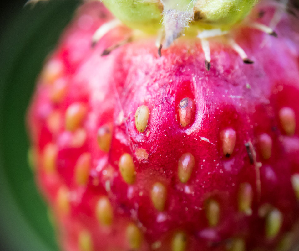 Земляника вооруженным глазом. - Алексей Сараев Земляника вооруженным глазом. - Алексей Сараев