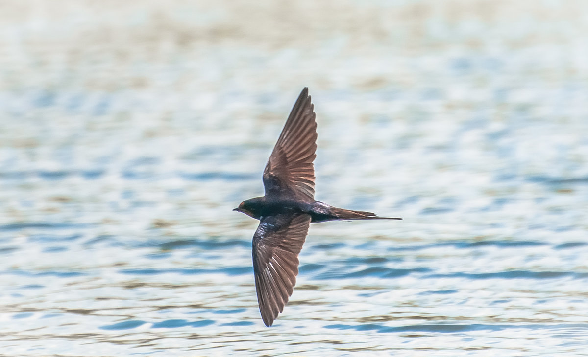..охотится - Валерий Задорожный ..охотится - Валерий Задорожный