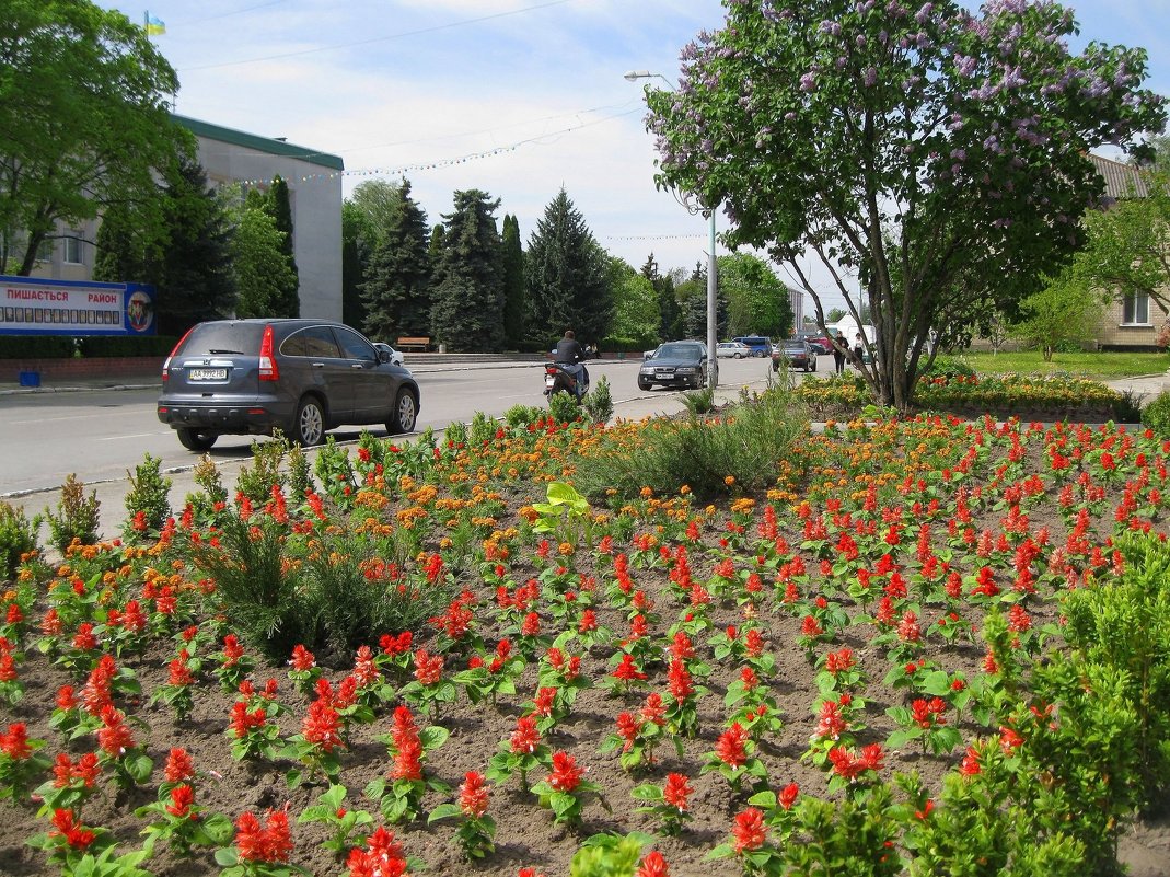 Городские цветы - Леонид Корейба