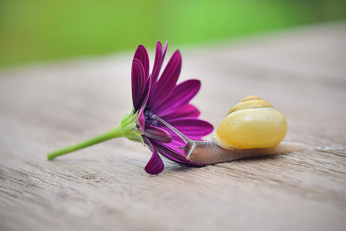 Любовь к прекрасному - Ольга Диброва Любовь к прекрасному - Ольга Диброва