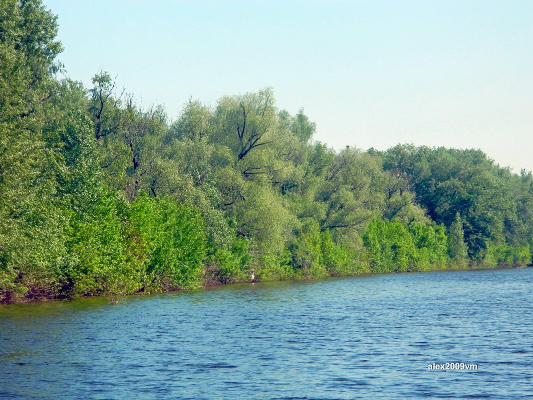 Росли деревья из воды - Александр Машков (alex2009vm)