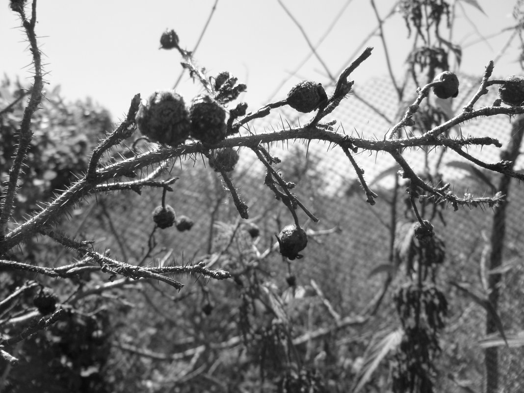 ************* - НАДЕЖДА КЛАДЧИХИНА