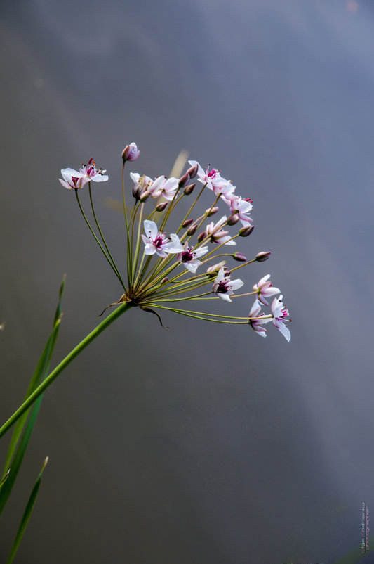 Flowers - Ольга Андриенко