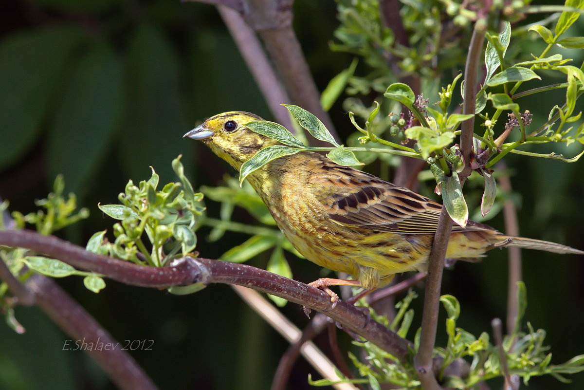 Обыкновенная овсянка - Emberiza citrinella - Евгений 