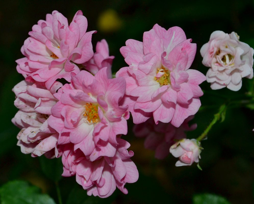 Розочки - zhanna-zakutnaya З. Розочки - zhanna-zakutnaya З.