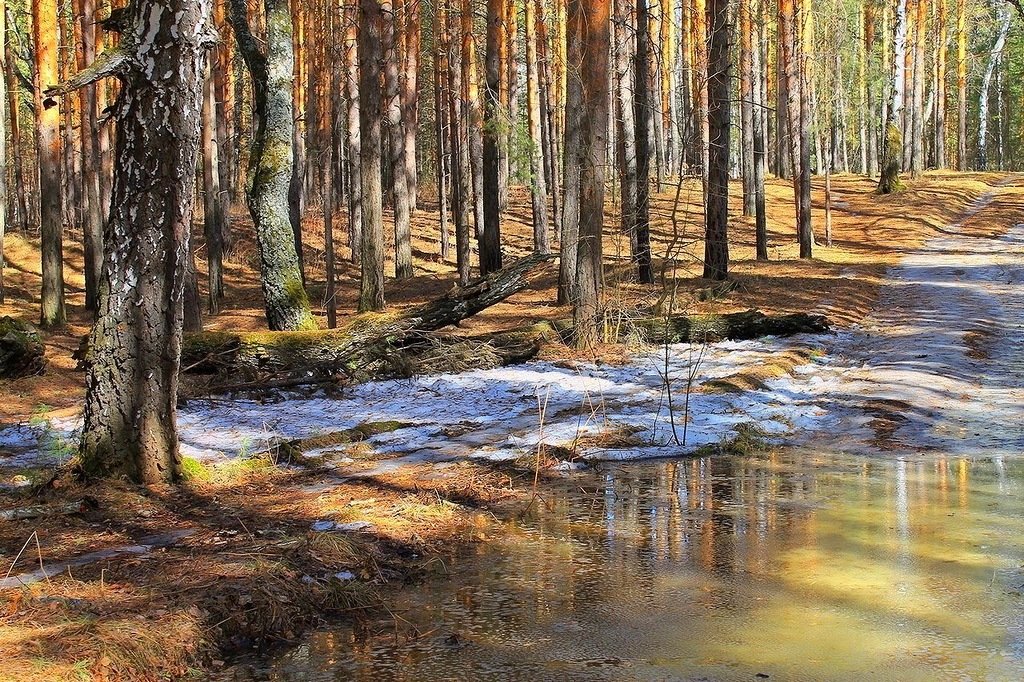 Весна с улыбкой шлёт привет... - Галина Стрельченя