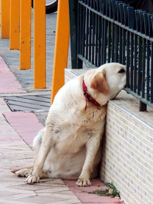 Упитанный попрошайка - Игорь Упитанный попрошайка - Игорь