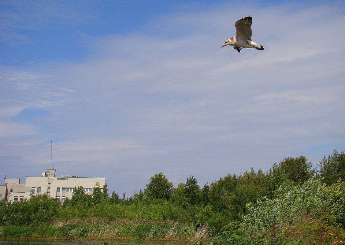 Чайка - Елена Перевозникова