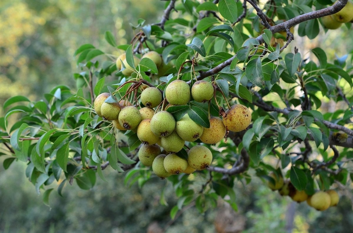 13.08.14 Плодоносит груша Буасье (Pyrus boissieriana). Дичка - Борис Ржевский