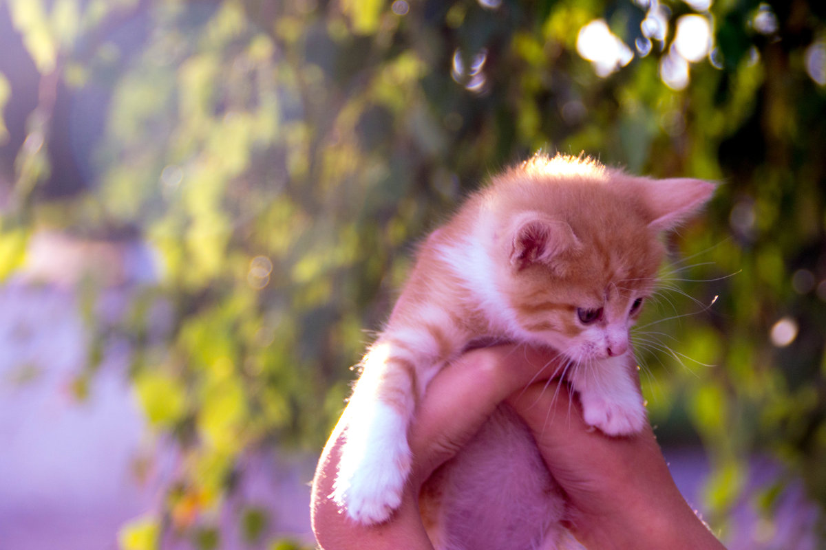 Рыжик. - Андрей 