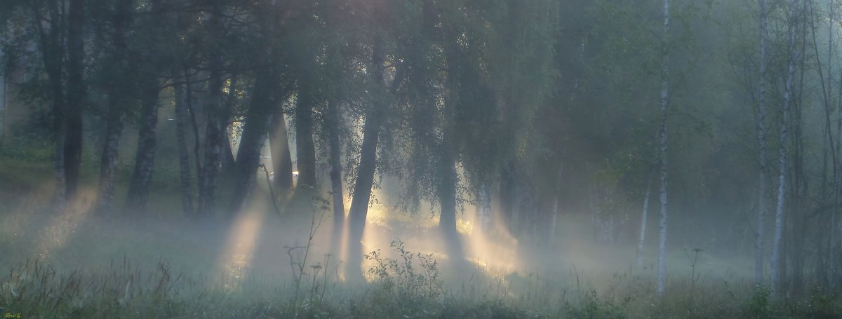 У берёзовой рощи - Юрий Цыплятников