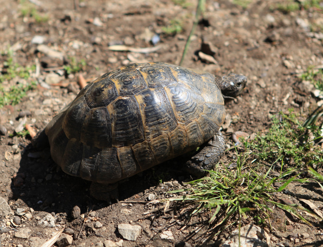 Турецкая черепашка - Артем Бардюжа Турецкая черепашка - Артем Бардюжа