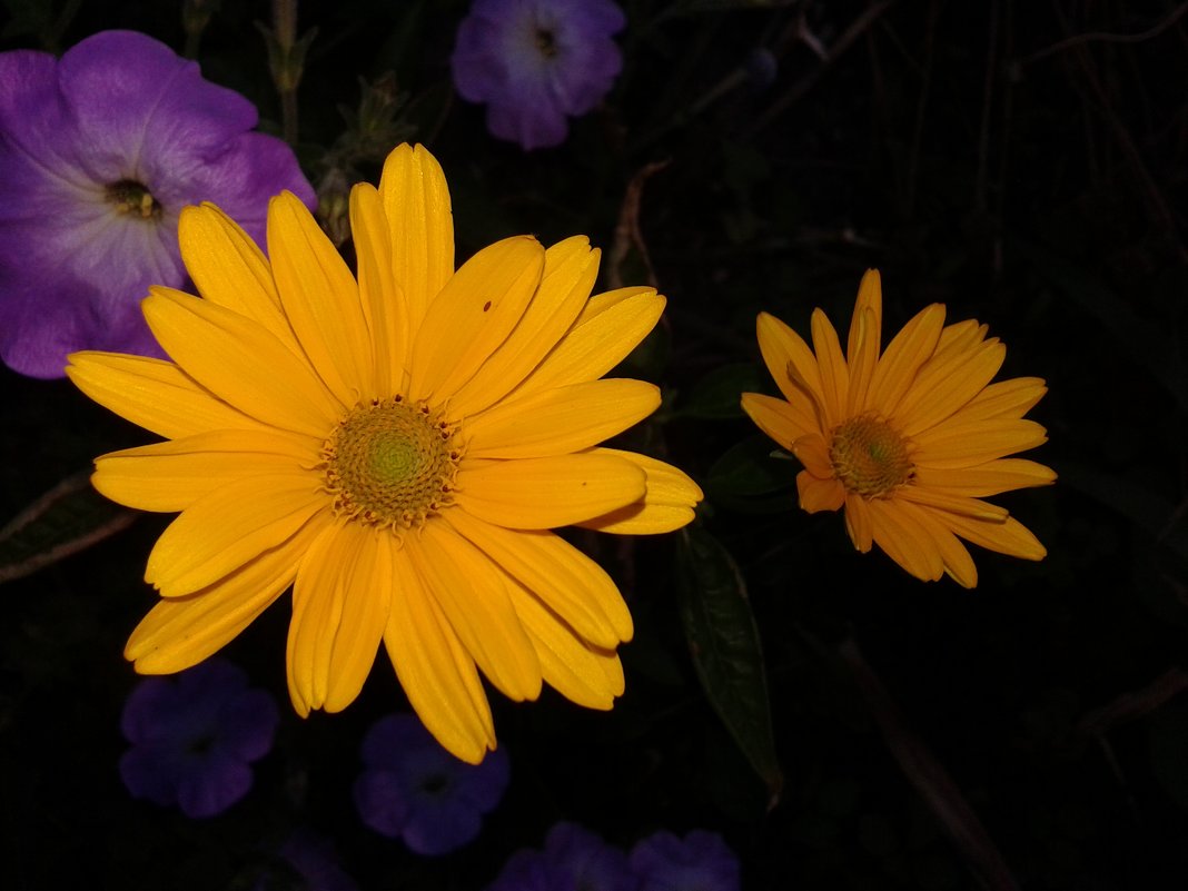 77887 - Юлия Закопайло