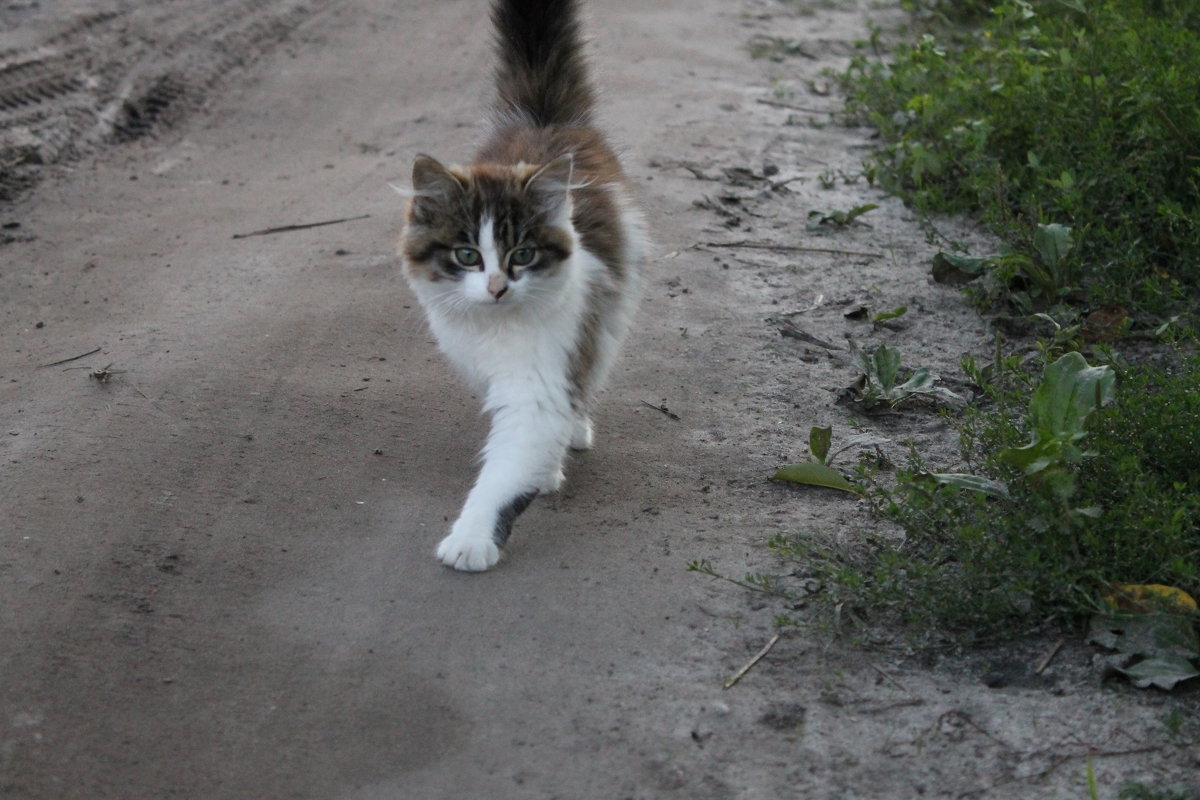 Муха - Sofia Danilyuk