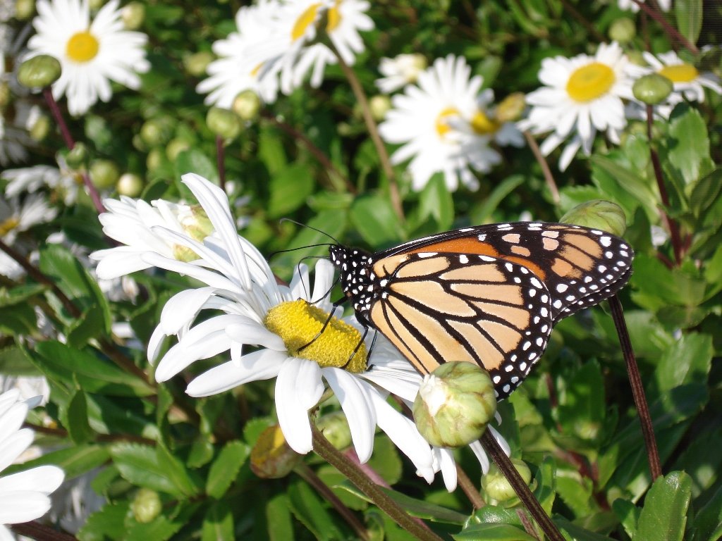 бабочка - Михаил 