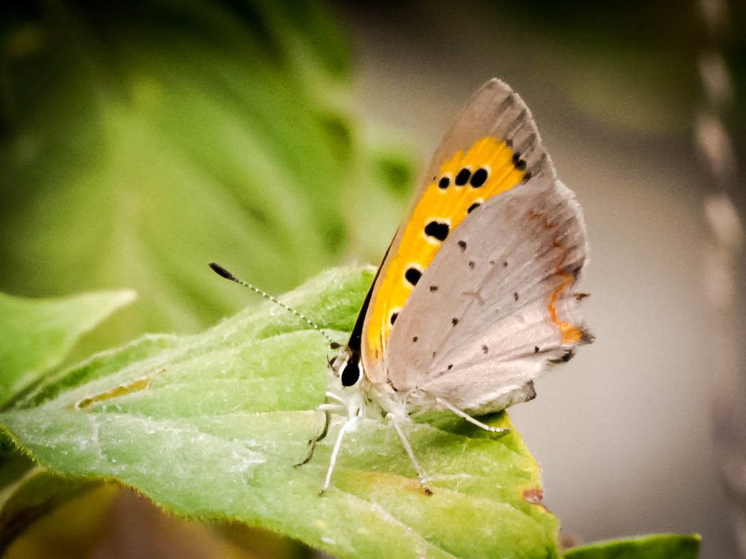 *** - Вячеслав Дубиковский *** - Вячеслав Дубиковский