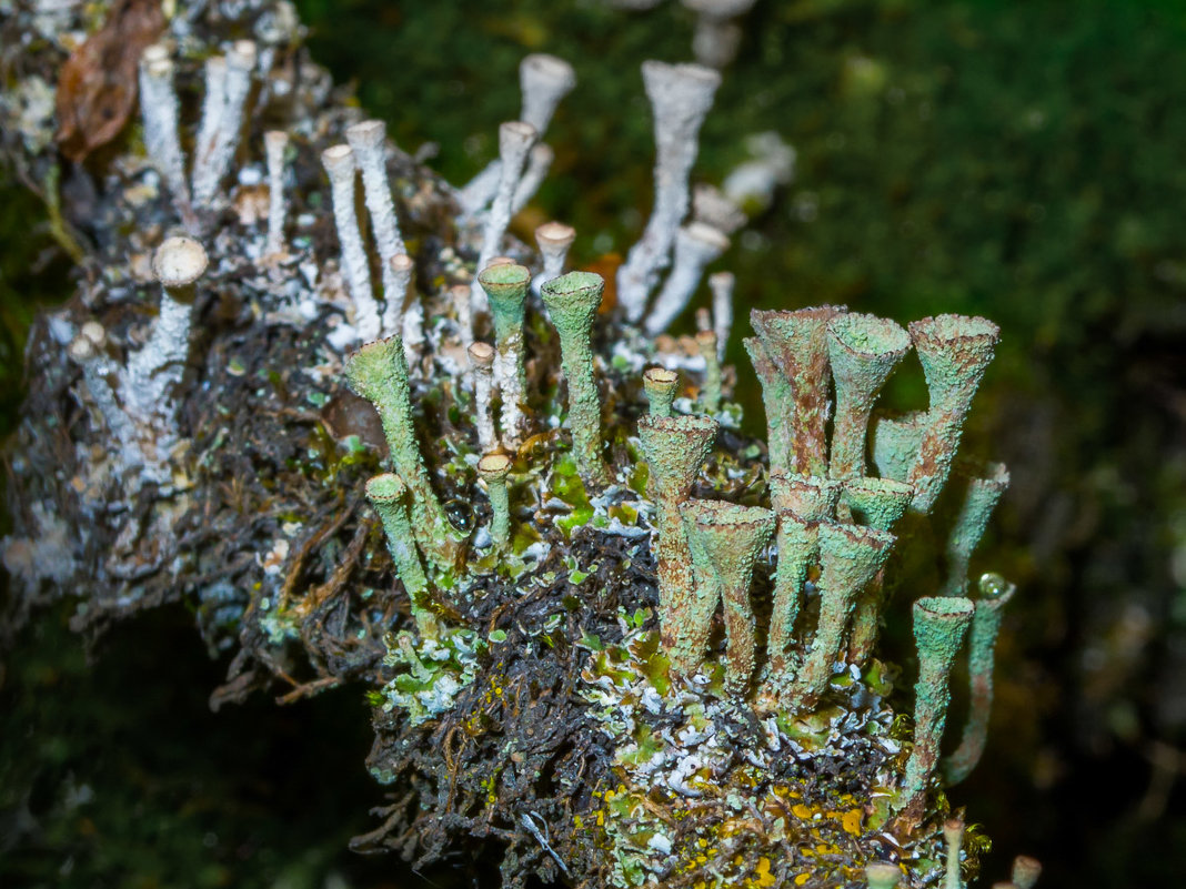 Трубчатый мирок - Денис Антонов Трубчатый мирок - Денис Антонов