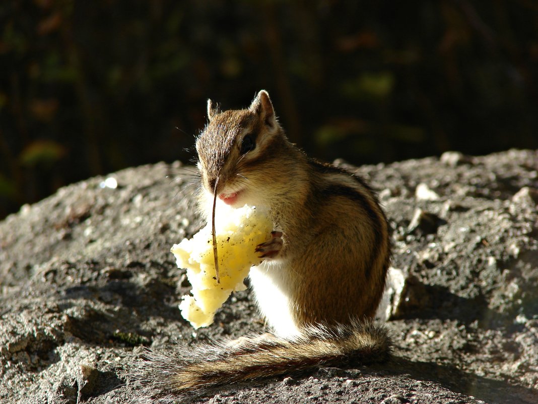 Бурундуки! - Оксана Яремчук Бурундуки! - Оксана Яремчук