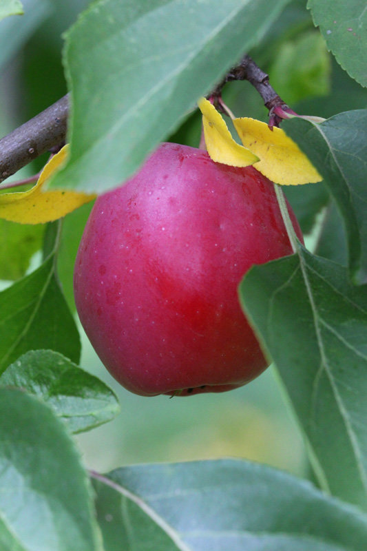 Румяная осень - Nikolay Monahov Румяная осень - Nikolay Monahov