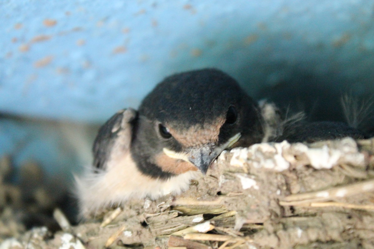 Задумчивый взгляд - Александра Романова Задумчивый взгляд - Александра Романова