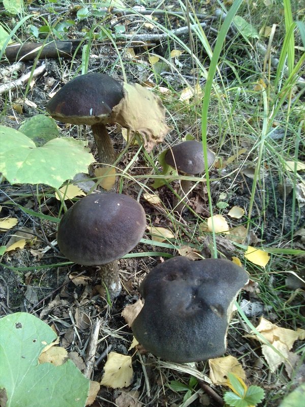 Семейка - esadesign Егерев