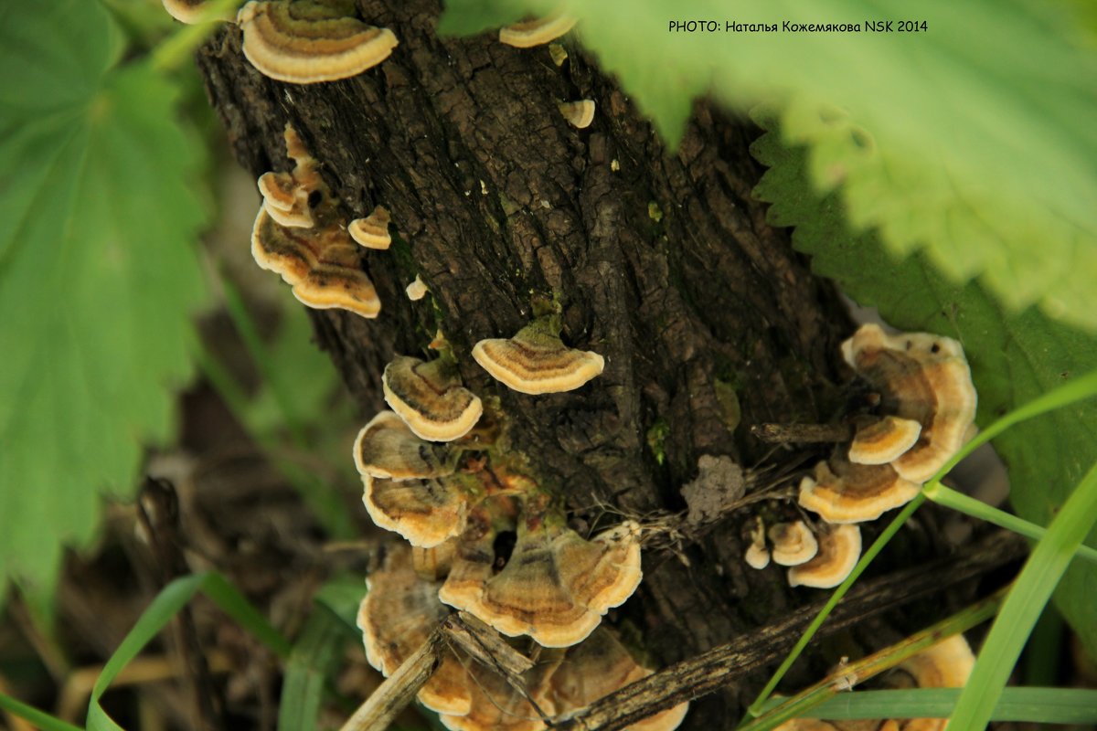 Пенек) - Наталья Солнышко