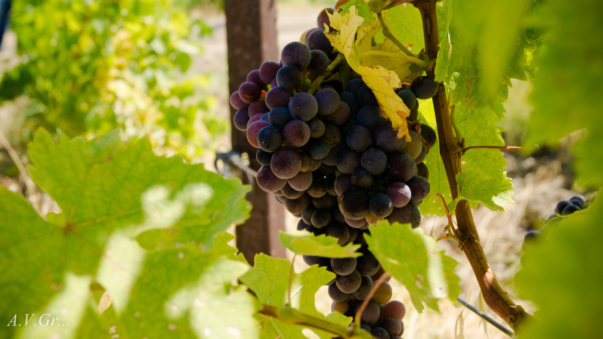Виноград - Андрей Гришанов