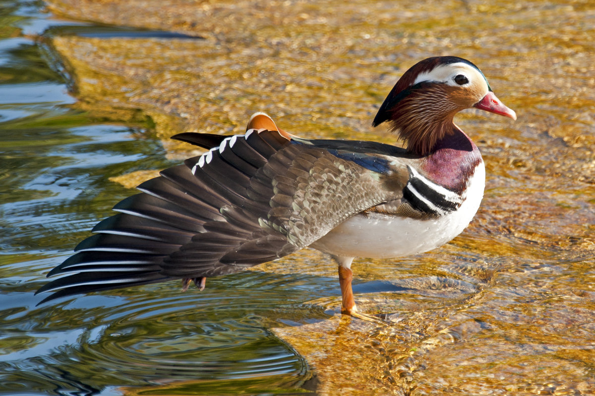 Duck`s pirouette - Roman Ilnytskyi