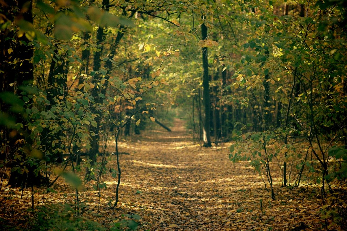 Осень.. - Алексей Афросин