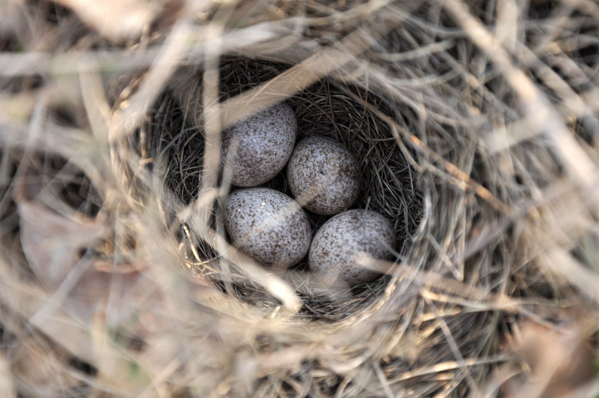 Ждем-с - Андрей Метёлкин