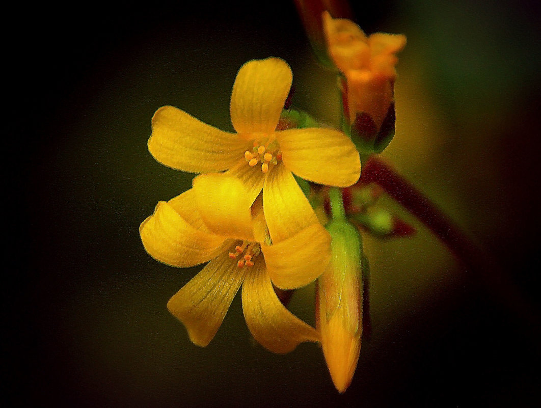 Oxalis ortgiesii. - Alexander Andronik