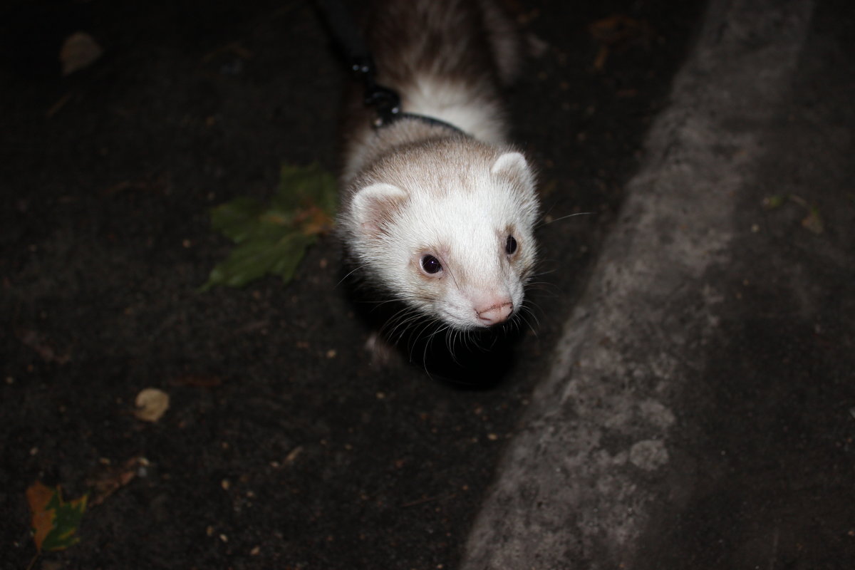 Хорек Миша - Татьяна Крылова Хорек Миша - Татьяна Крылова