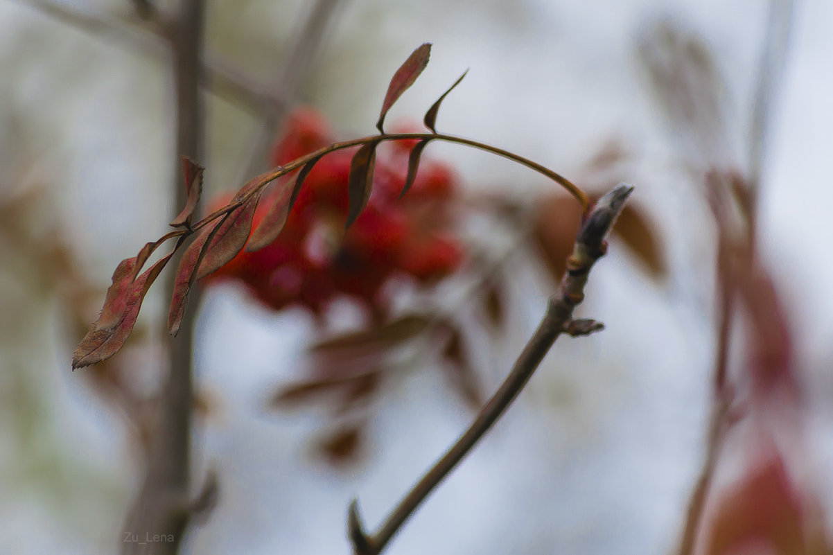 Последние листочки - Elena Zueva