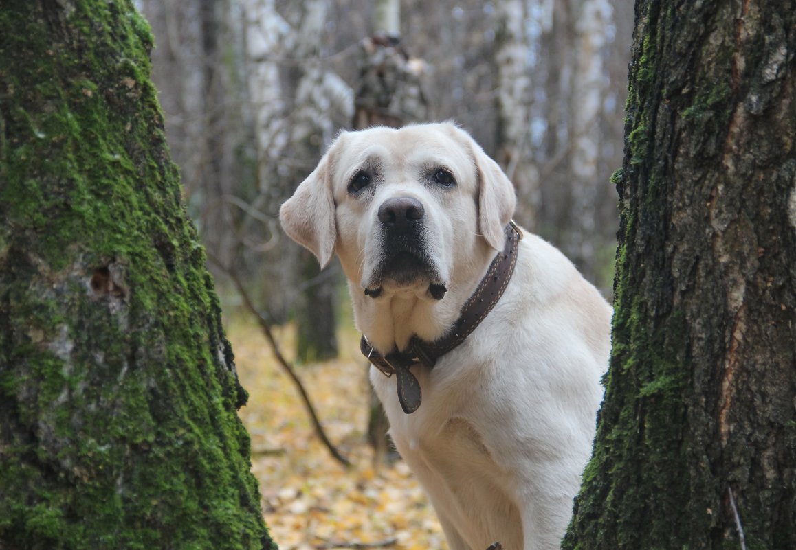 Шоня - Анастасия Макрушина Шоня - Анастасия Макрушина