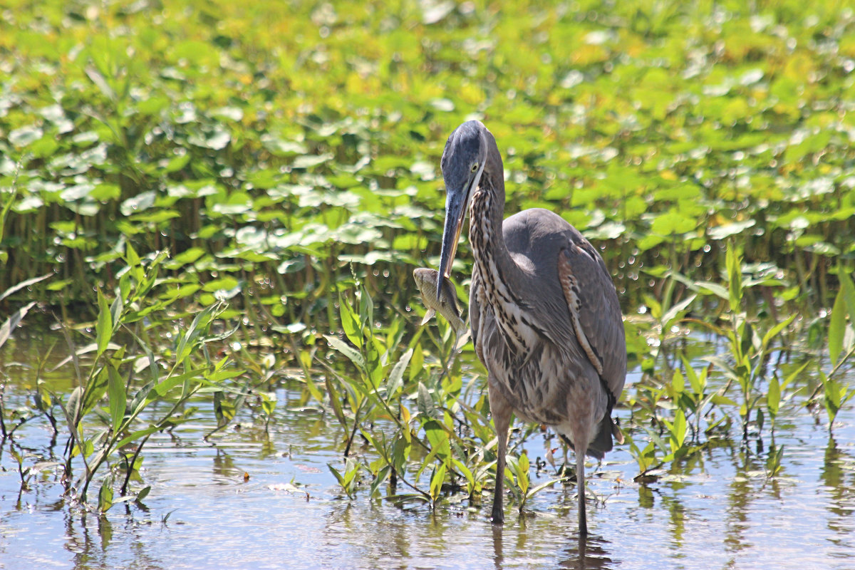 Большая голубая цапля (Great Blue Heron) - Илья Трейгер