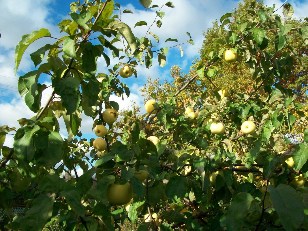 УРОЖАЙ - Виктор Елисеев