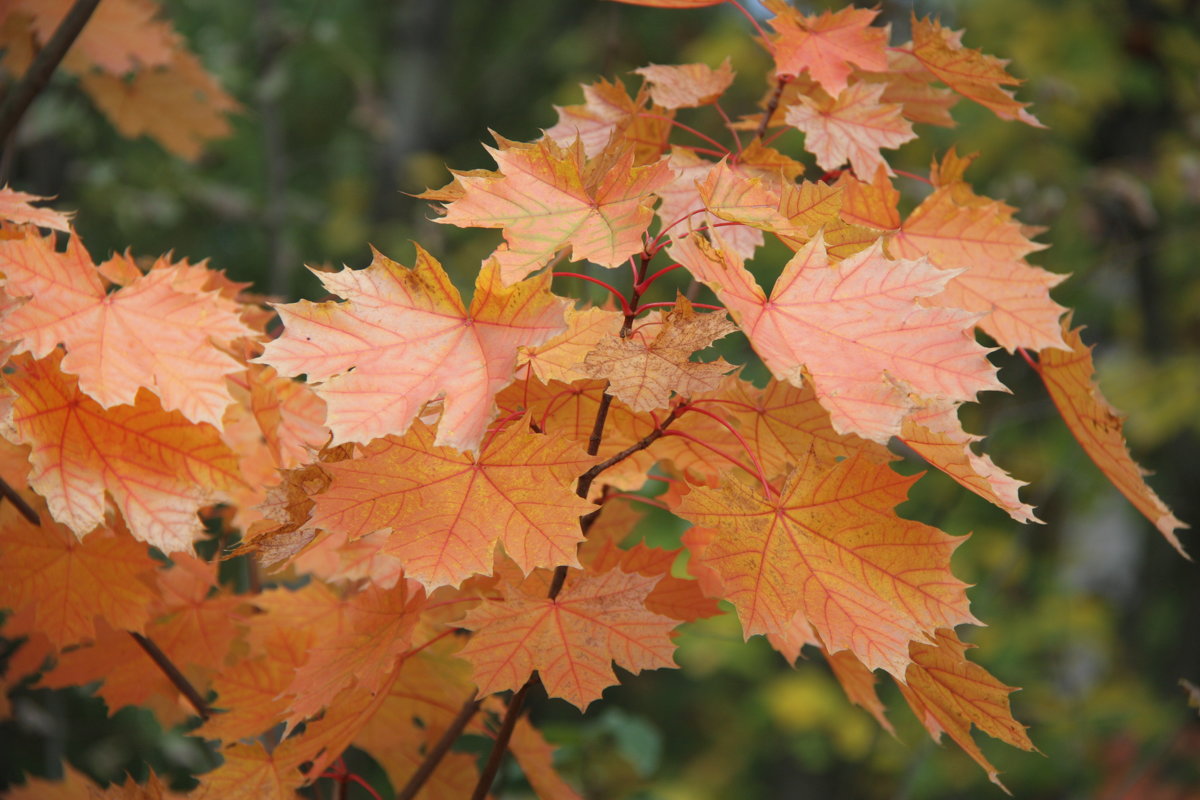 Осень - Владимир Холодницкий Осень - Владимир Холодницкий