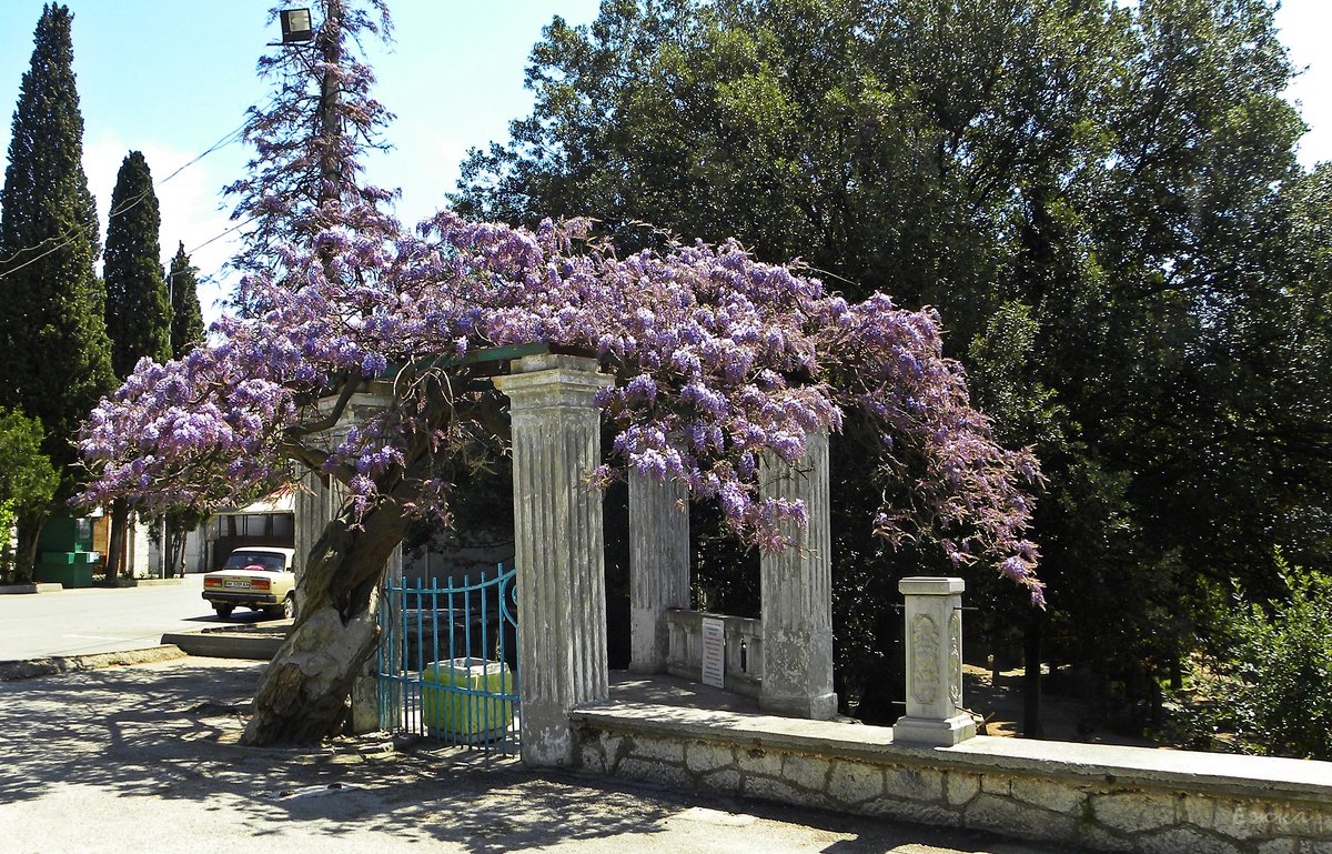 ....глициния цветет - Виктория Шпагина