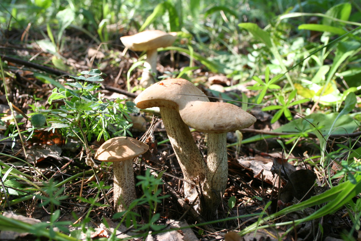 Семейка сиамских близнецов - Damir Si Семейка сиамских близнецов - Damir Si