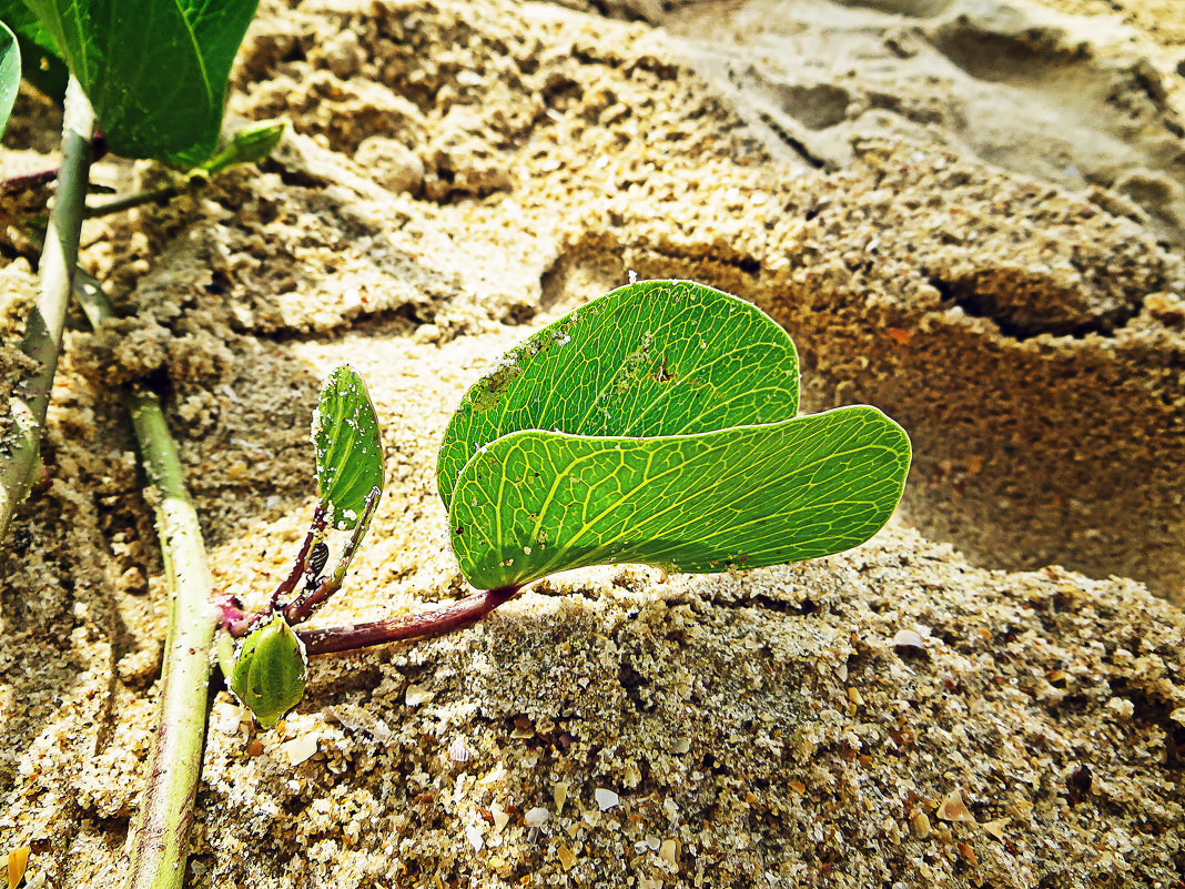 Про вьюнок - Татьяна Губина Про вьюнок - Татьяна Губина